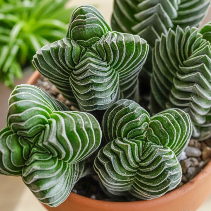 Crassula ‘Buddha's Temple’