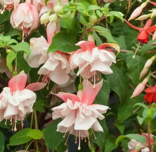 Fuchsia Devonshire Dumpling