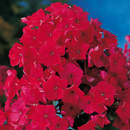 Phlox Paniculata ‘Tenor’