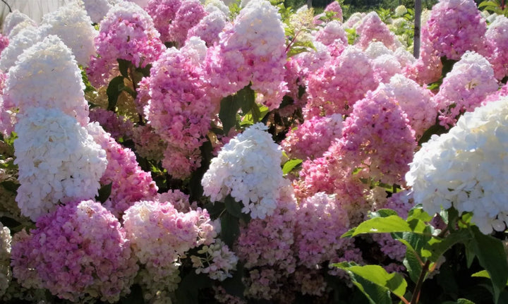 Hydrangea Paniculata ‘Pink Lady’