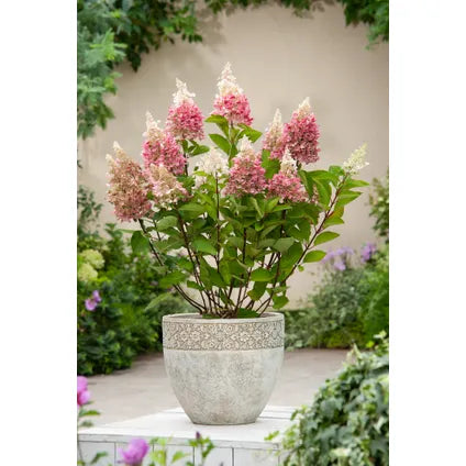 Hydrangea Paniculata ‘Pink Lady’