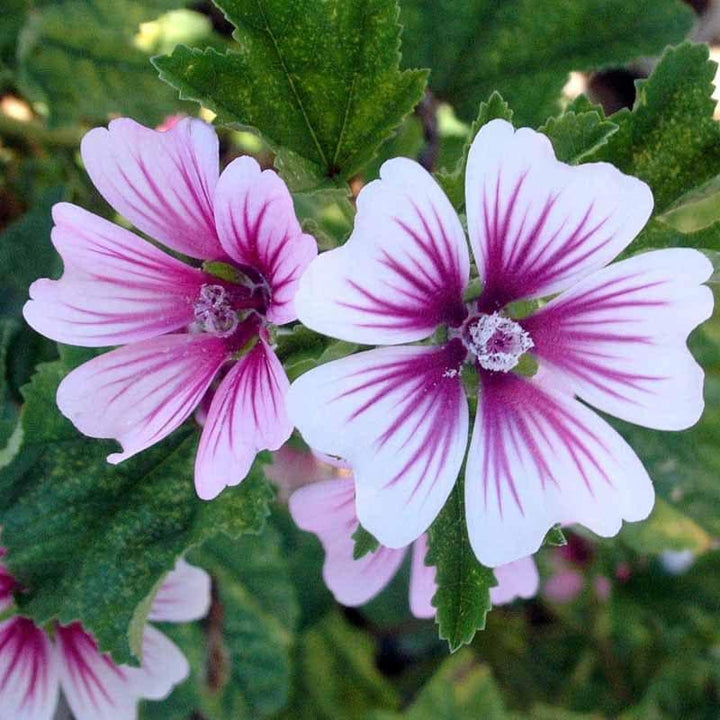 Malva Zebrina - June Competition Seeds