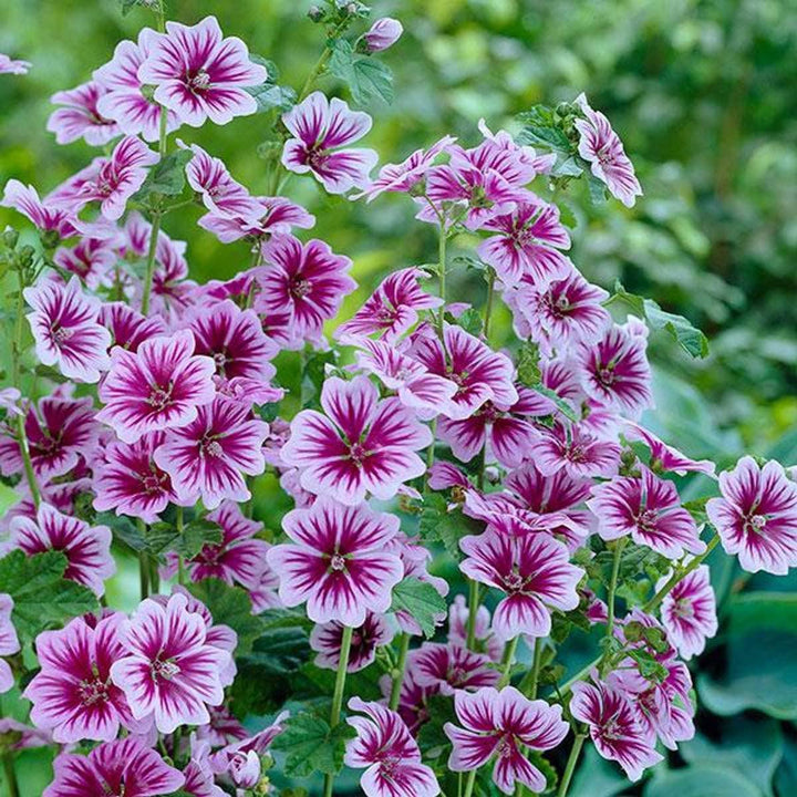 Malva Zebrina - June Competition Seeds