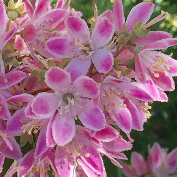 Deutzia Strawberry Fields