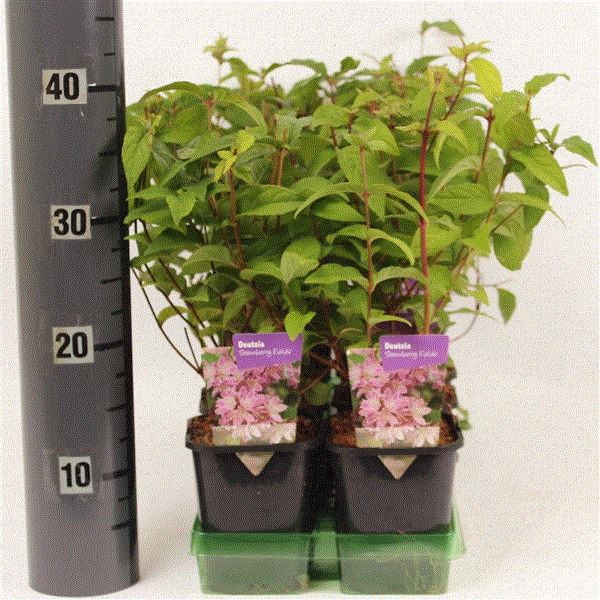 Deutzia Strawberry Fields