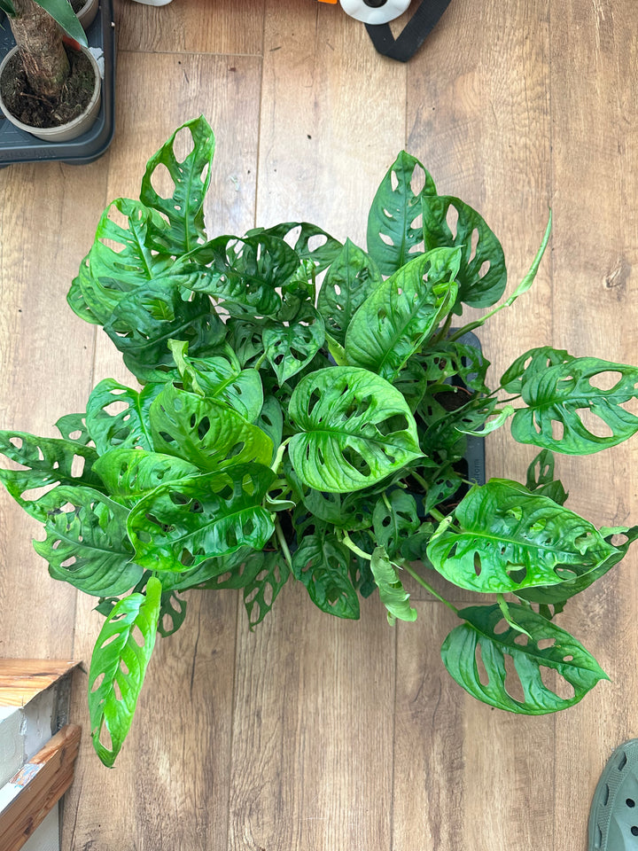 Monstera Adansonii Monkey Mask