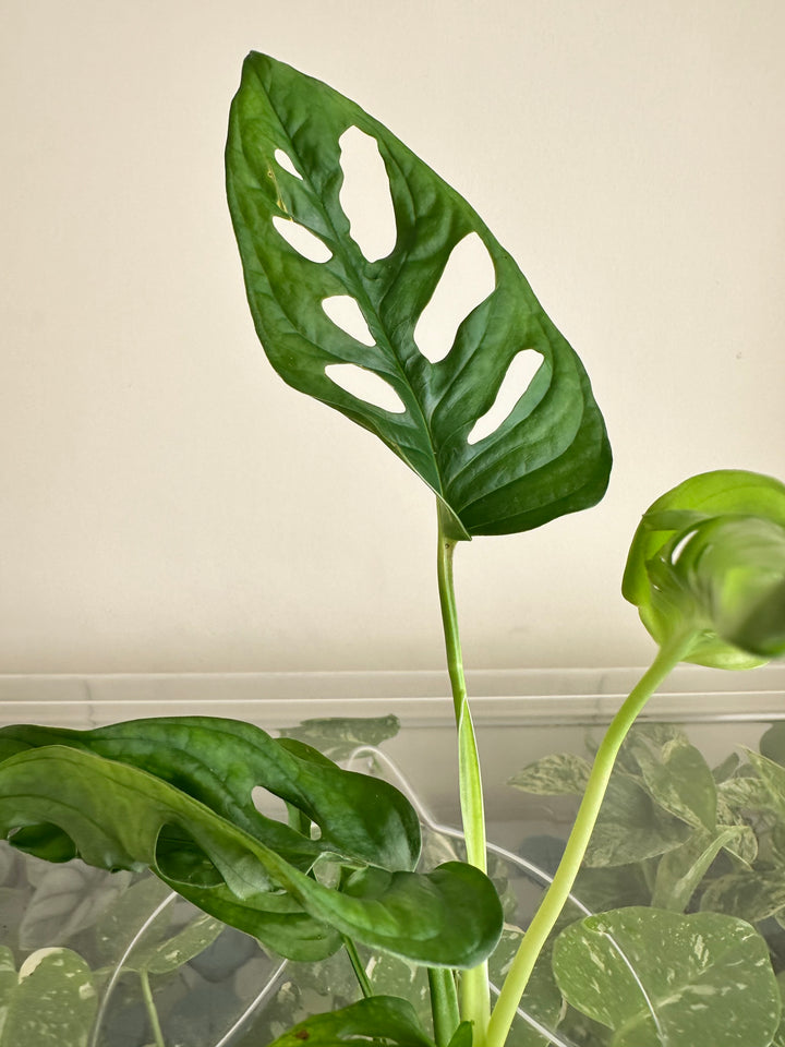 Monstera Adansonii Monkey Mask