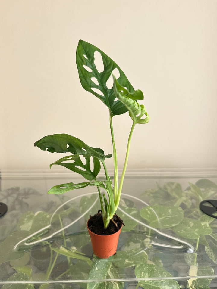 Monstera Adansonii Monkey Mask