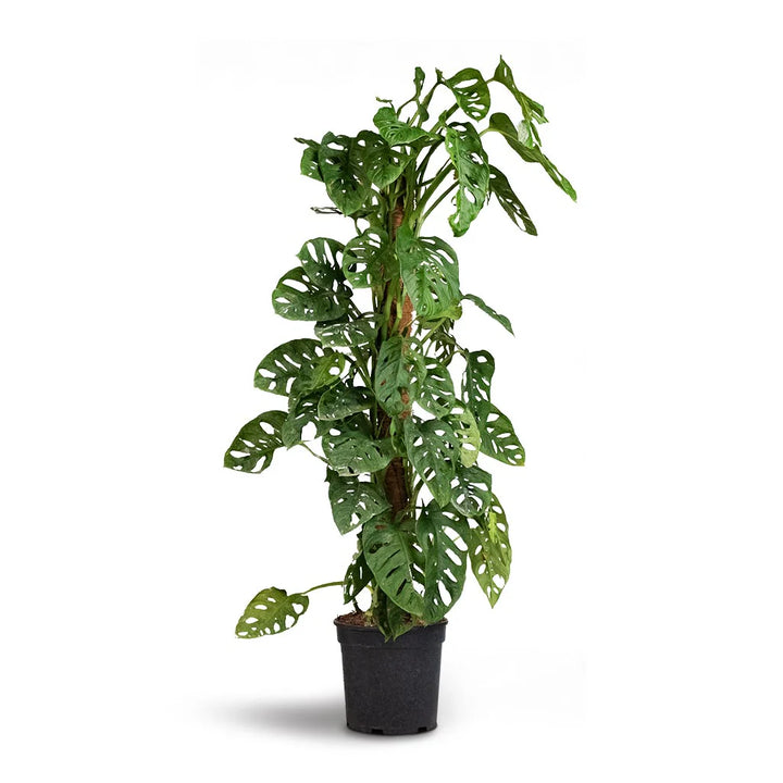 Monstera Adansonii Monkey Mask