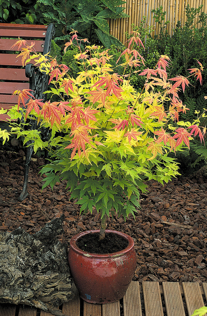Acer Trees