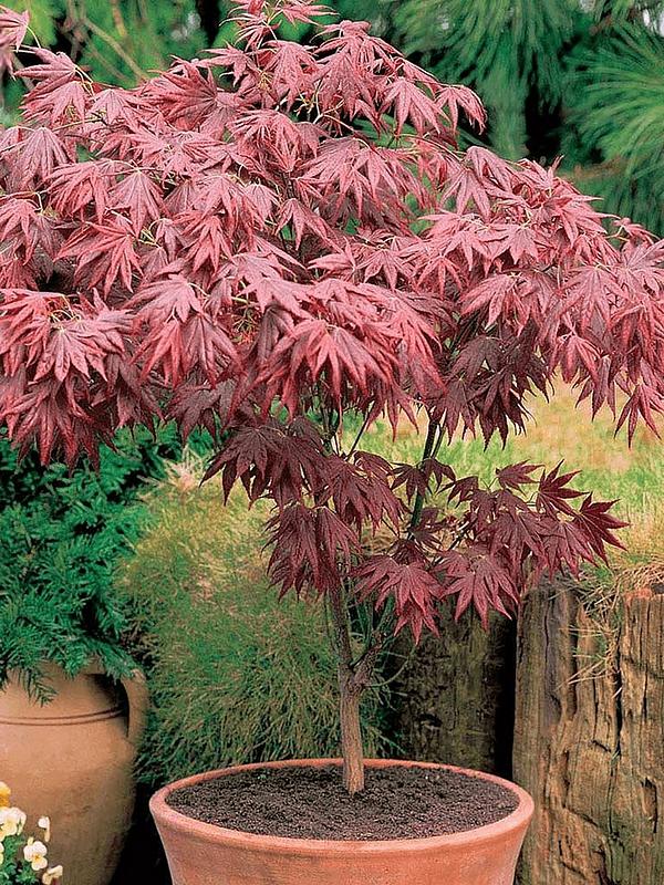 Acer Trees