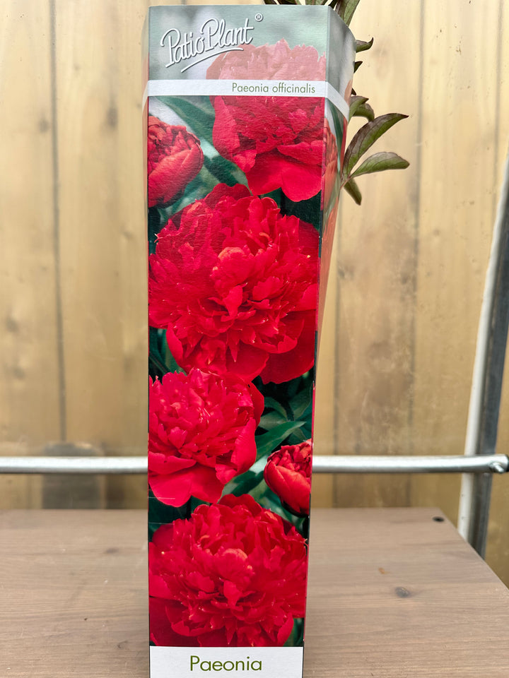 Peony Officinalis Trio