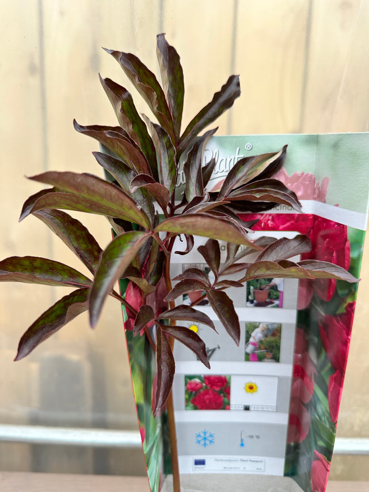 Peony Officinalis Trio