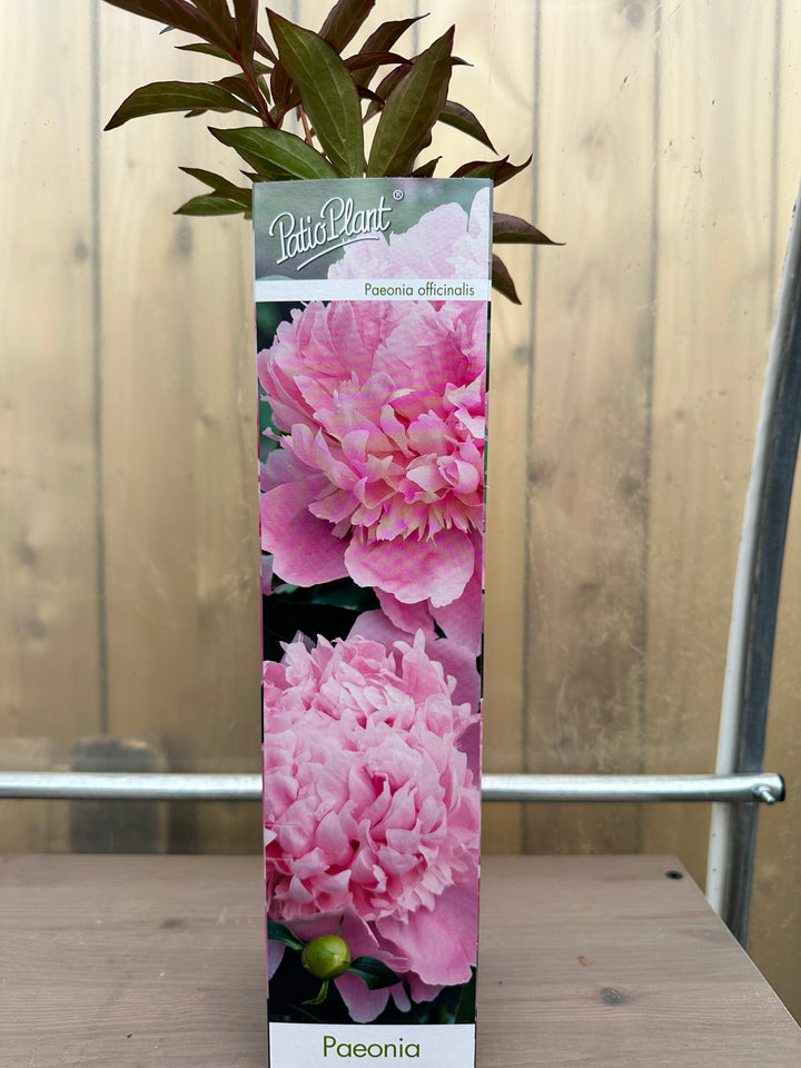 Peony Officinalis Trio