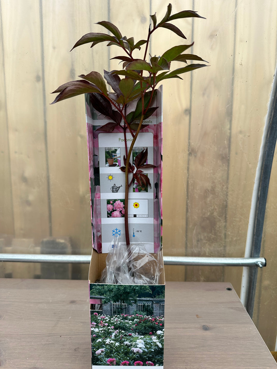 Peony Officinalis Trio