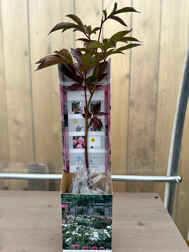 Peony Officinalis Trio