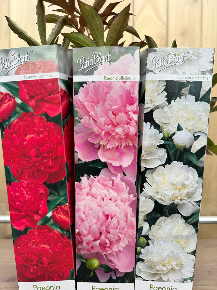 Peony Officinalis Trio