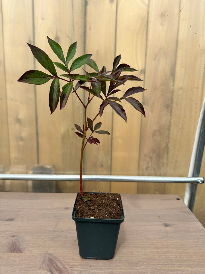 Peony Officinalis Trio
