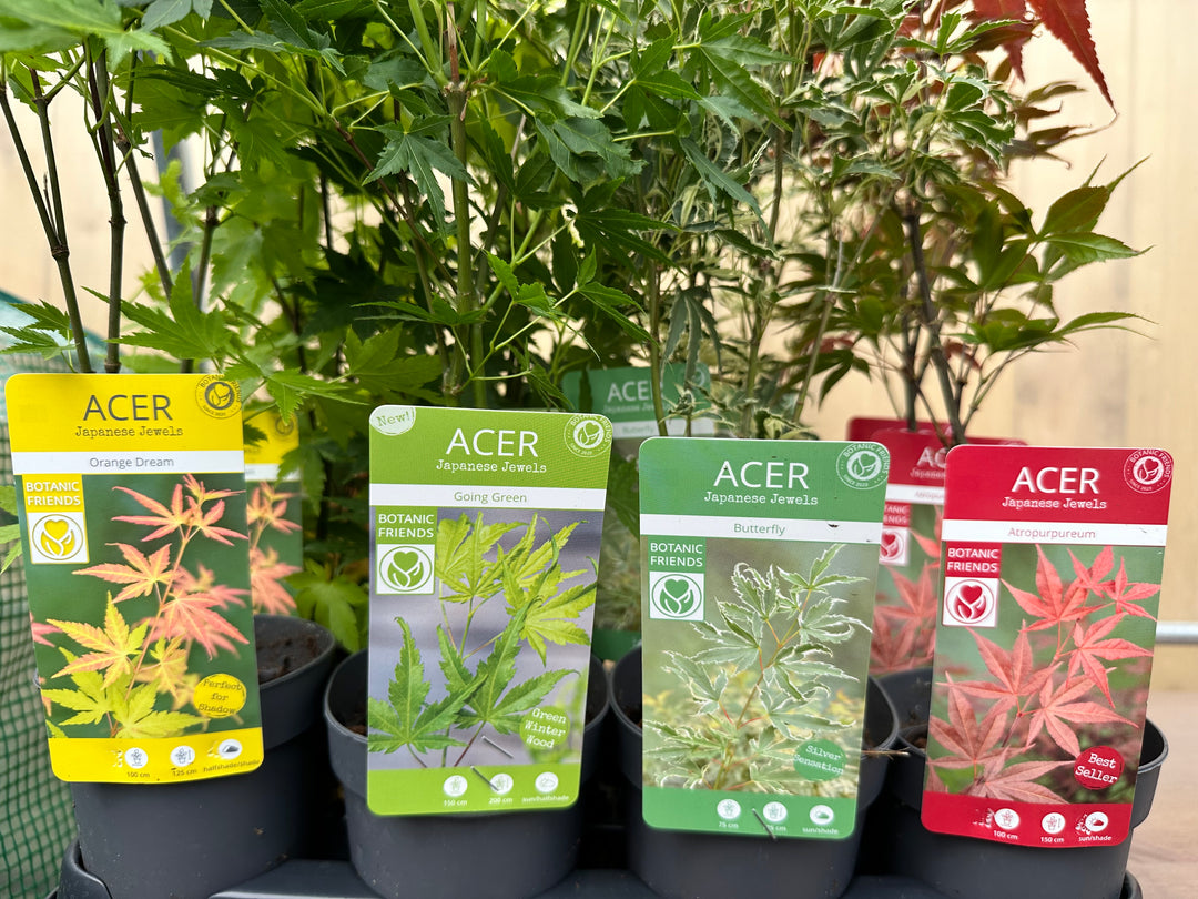 Acer Trees
