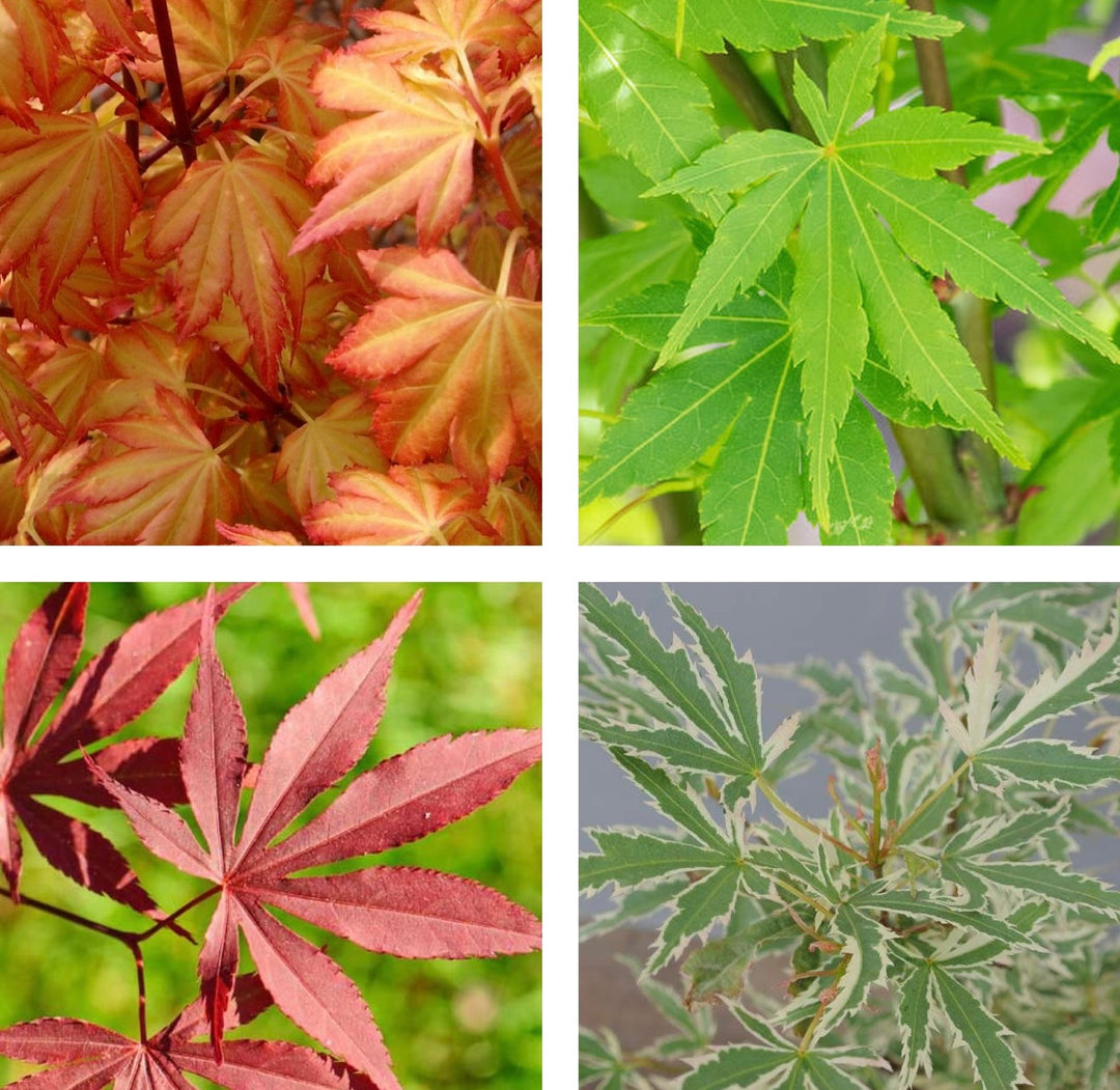 Acer Trees