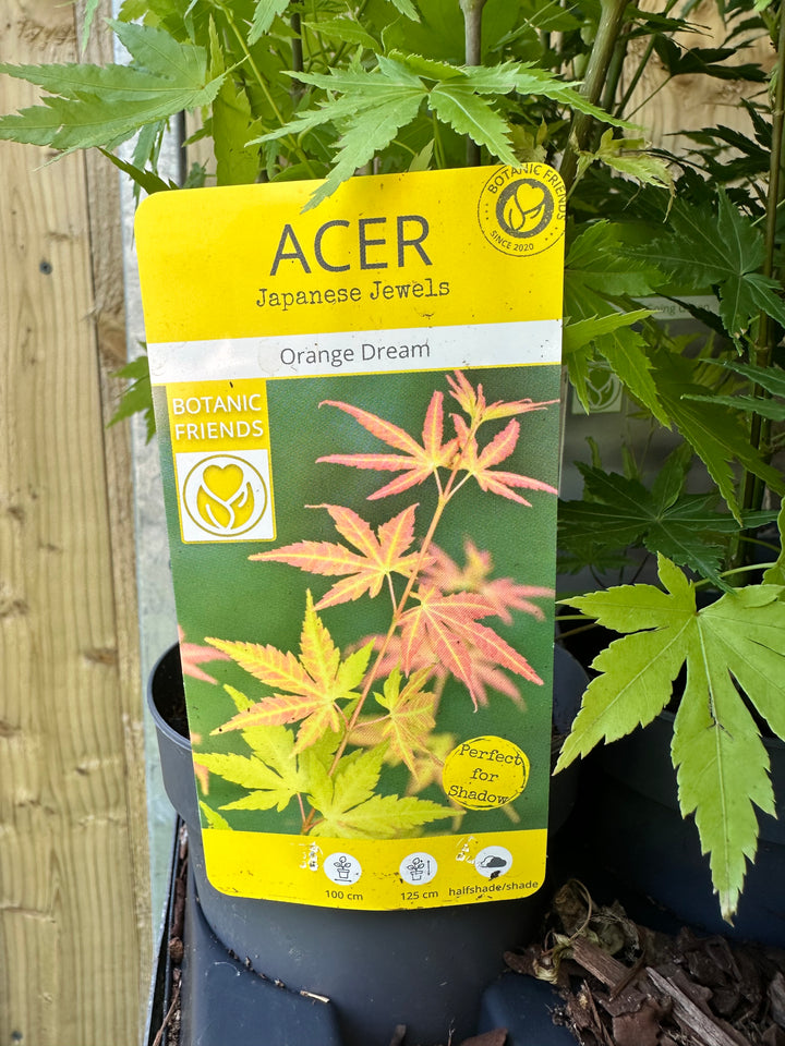 Acer Trees
