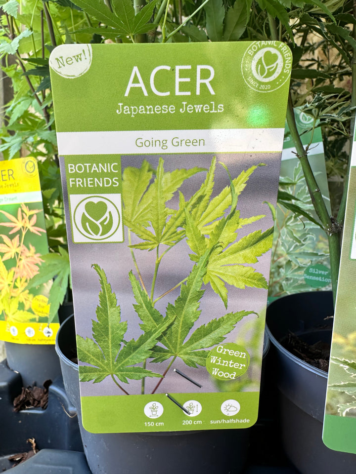 Acer Trees