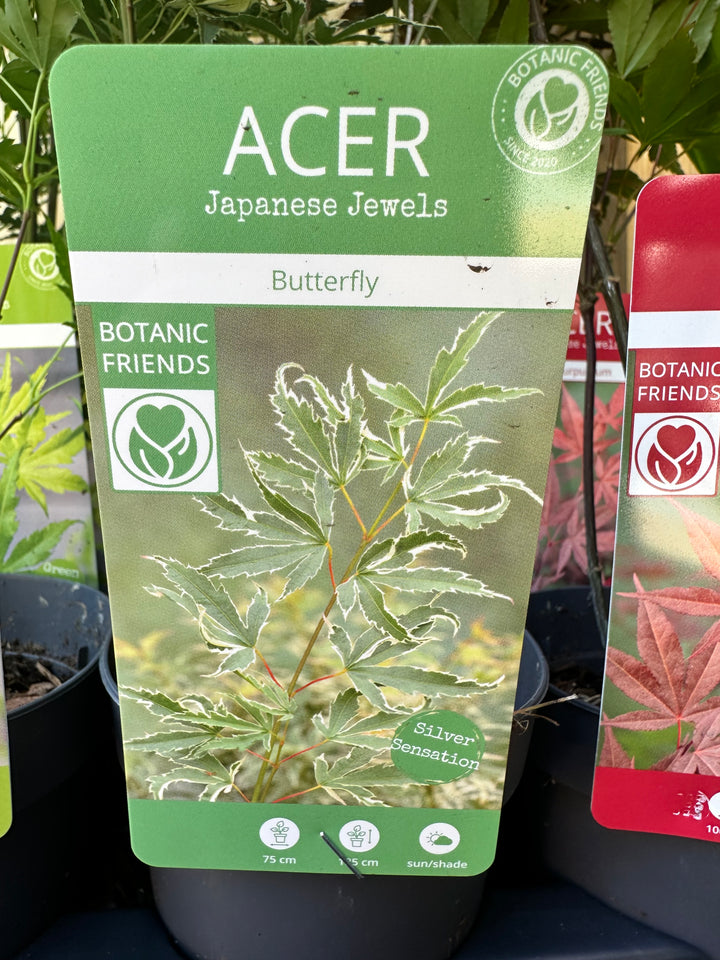 Acer Trees