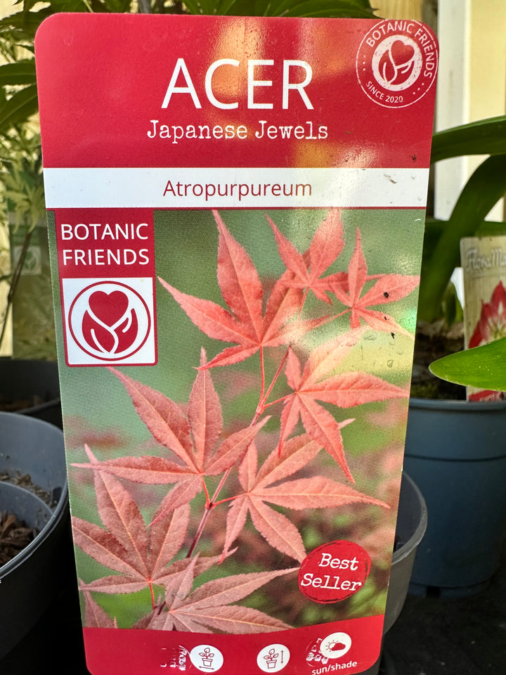 Acer Trees