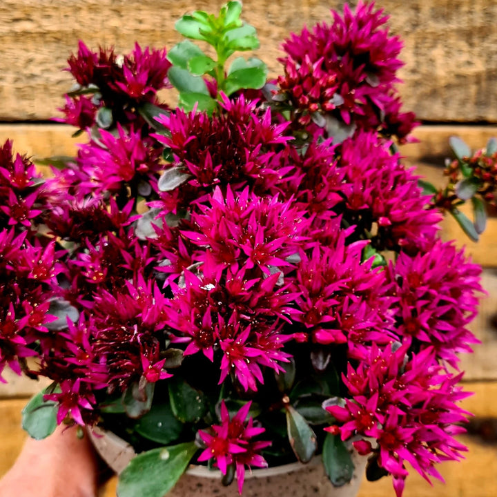 Sedum spurium 'Spot On Deep Rose' (Stonecrop)