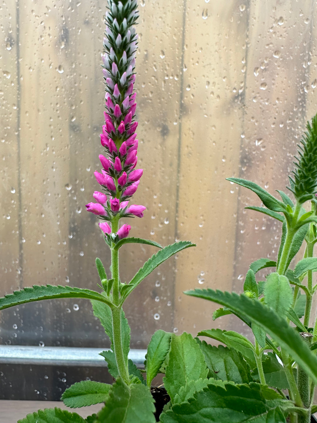 Veronica spicata ‘Anniversary Rose’