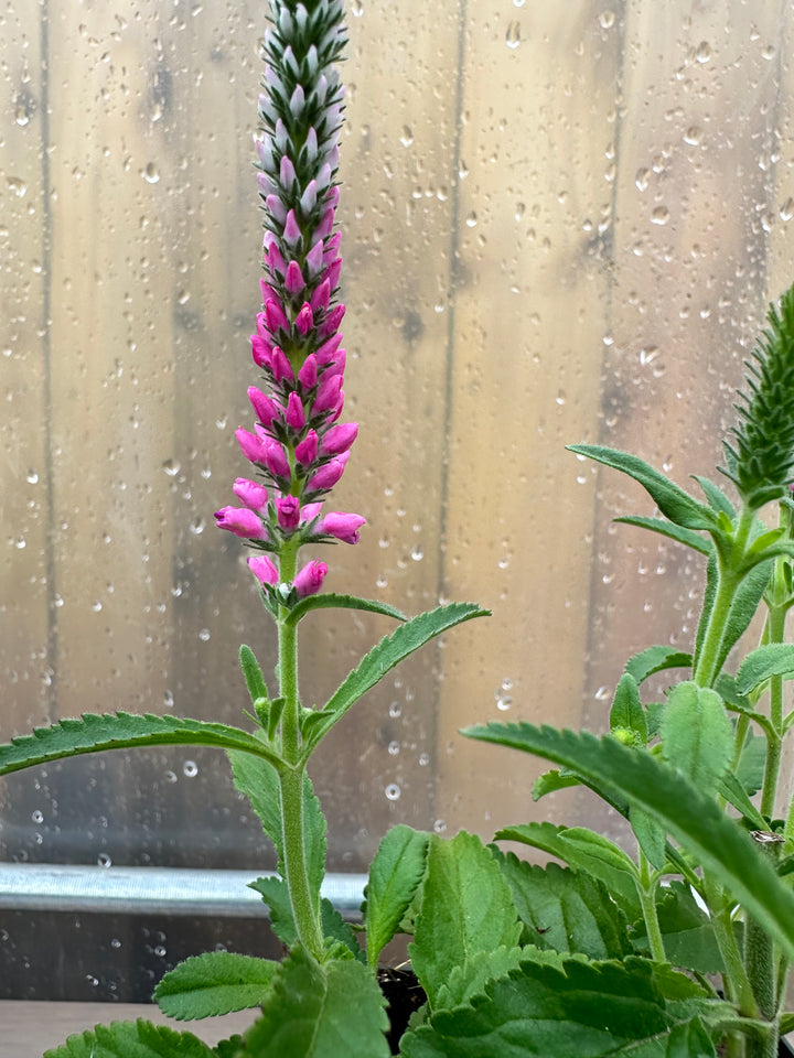 Veronica spicata ‘Anniversary Rose’