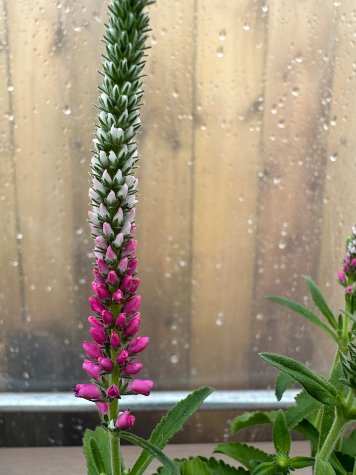 Veronica spicata ‘Anniversary Rose’