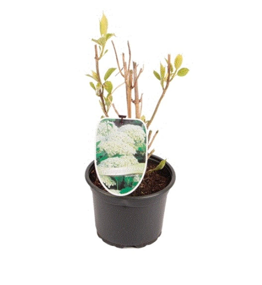 Hydrangea Annabelle