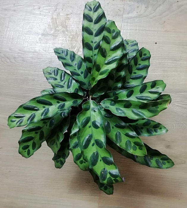 Calathea lancifolia