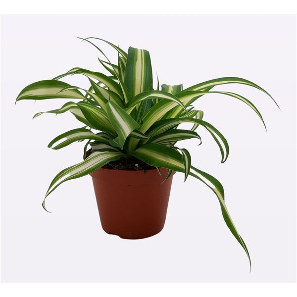 Spider Plant - Chlorophytum Variegatum