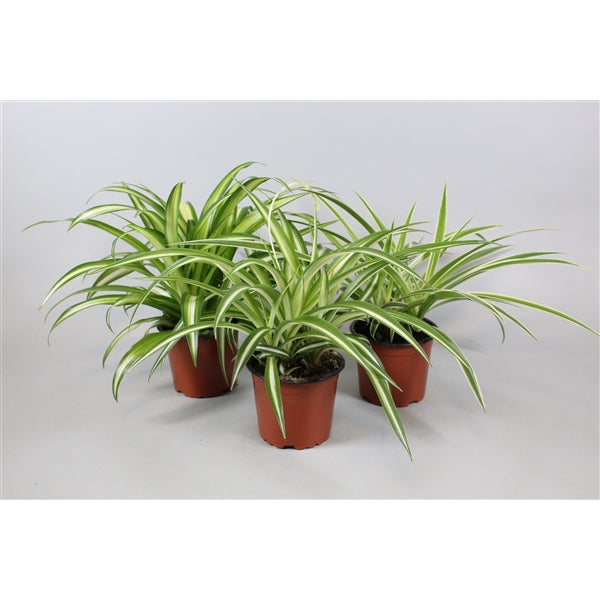 Spider Plant - Chlorophytum Variegatum