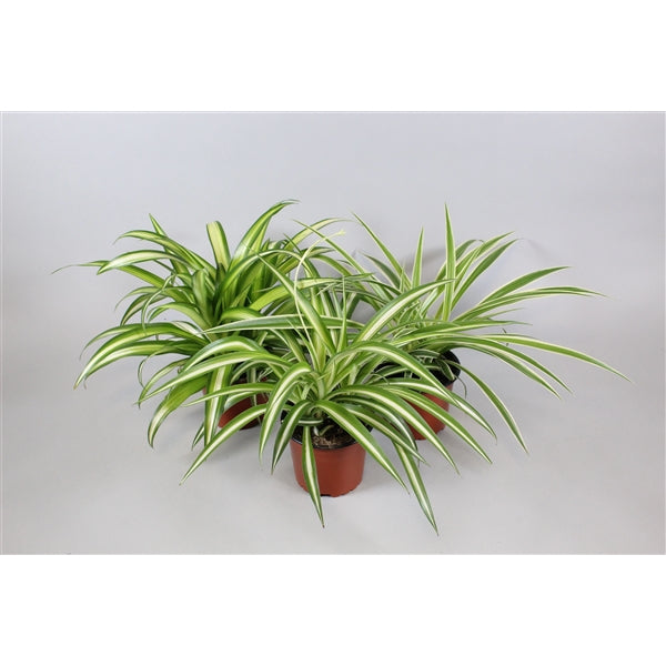 Spider Plant - Chlorophytum Variegatum
