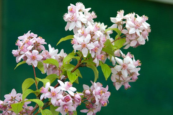 Deutzia Mont Rose