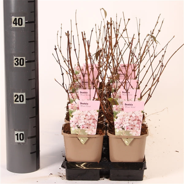 Deutzia Mont Rose