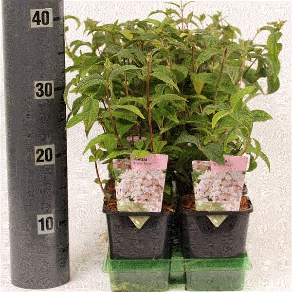 Deutzia Mont Rose