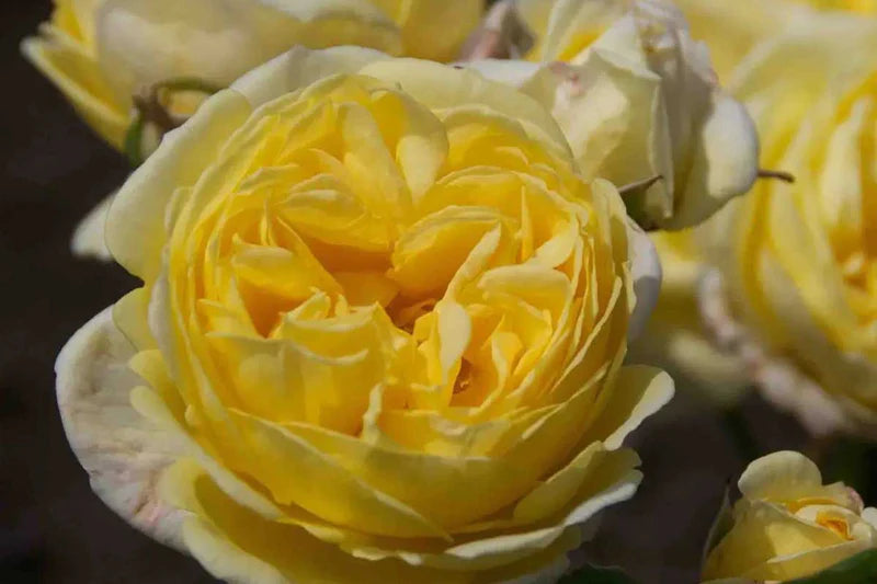 Rosa Faustinia