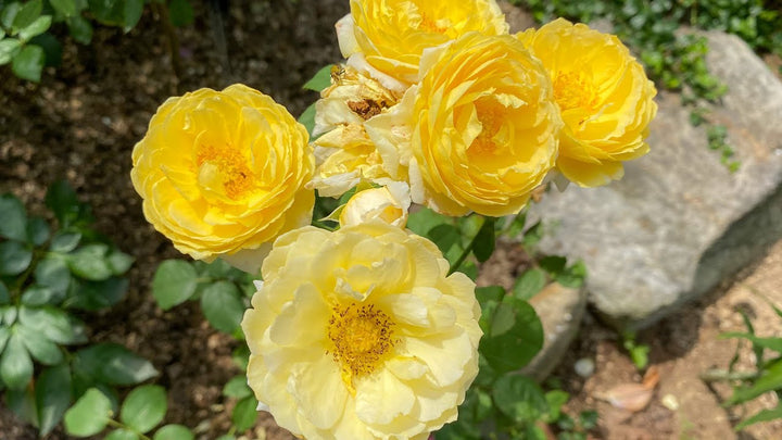 Rosa Faustinia