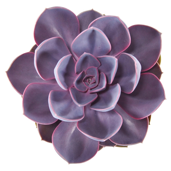 Echeveria Purple Pearl