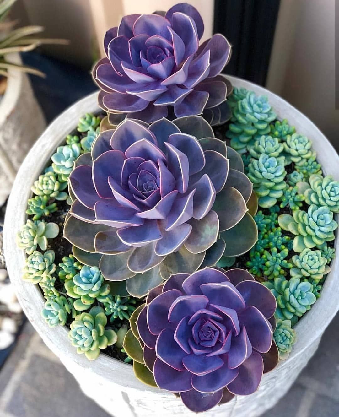 Echeveria Purple Pearl