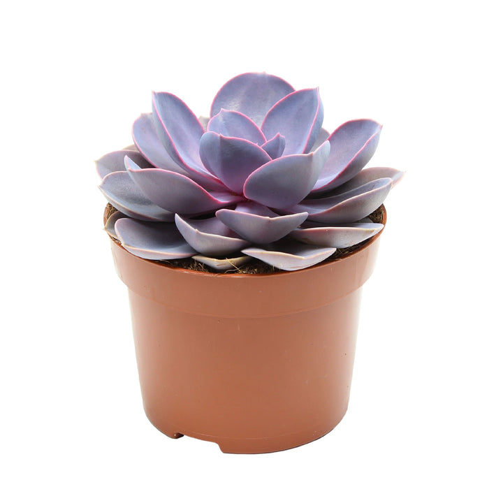 Echeveria Purple Pearl