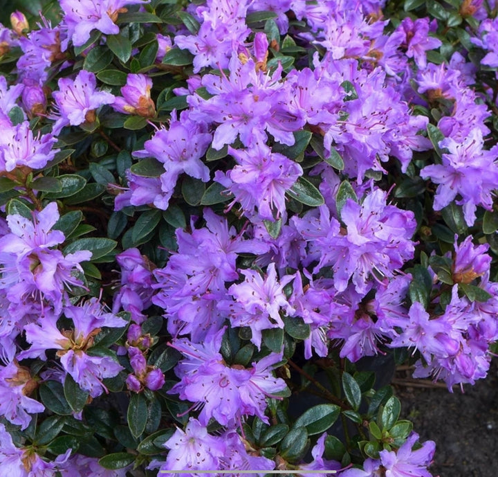 Plant of the month Rhododendron ‘Moerheim’ - April