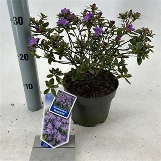 Plant of the month Rhododendron ‘Moerheim’ - April