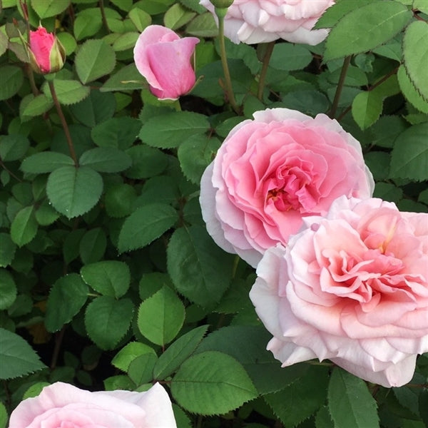 Rose Carminia