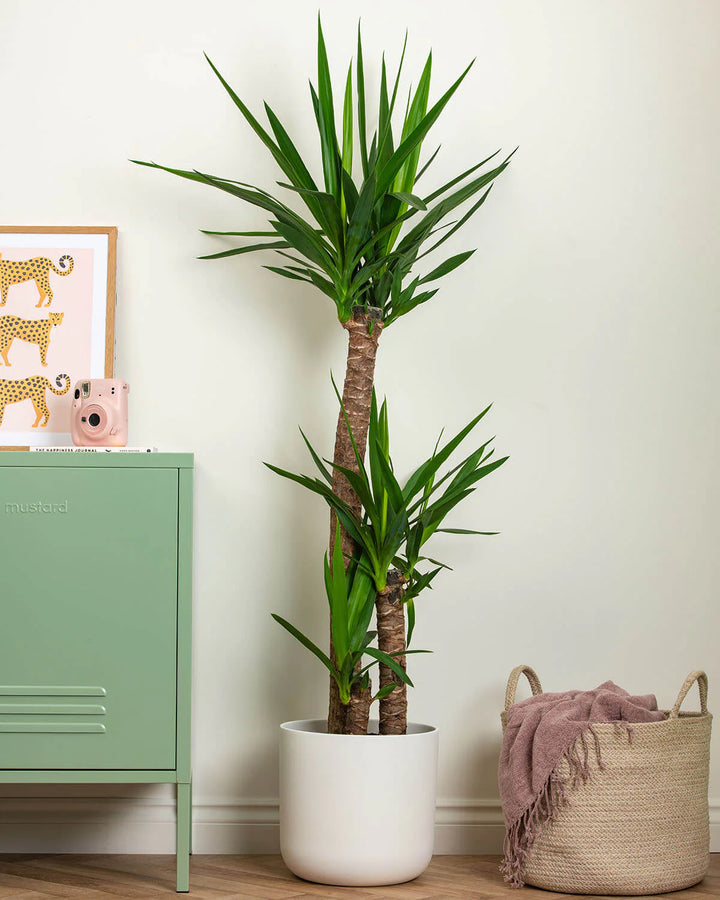 Yucca Tree