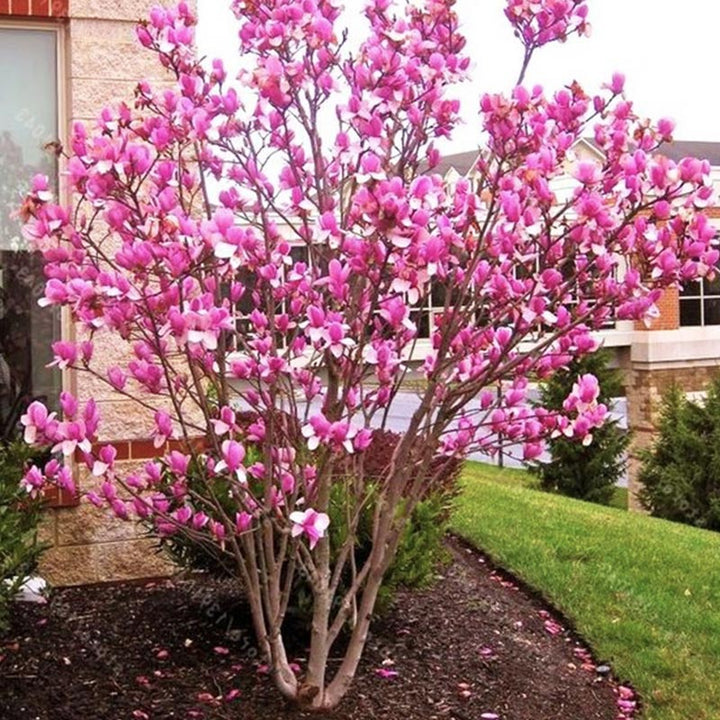 Magnolia ‘Susan'
